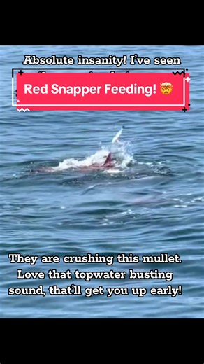 Still the craziest 15secs of snapper footage i’ve ever seen! #offshorefishing #fishing #saltwater #saltwaterfishing #redsnapper