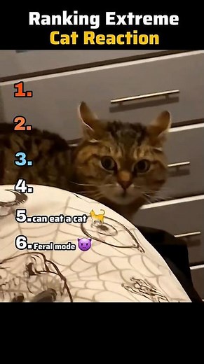 I Ranked the Most Extreme Cat Reactions Ever 😼💥
