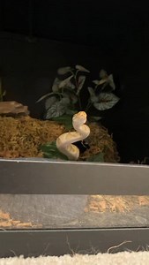 6.3K views · 2.5K reactions | Talk about a solid food drive every meal. #ballpython #ballpythons #ballpythonmorphs #royal Python #ballpythonsofinstagram #python #pythons #snake #snakes #snek #reptile #reptiles #reptilesofinstagram #reptilelover #reptilekeeper #pet #pets #daily #instagram #tiktok #reels #cute #fun #happy #ballpythonsoftiktok #boise #idaho | Black Lake Reptiles | Facebook