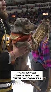 Weiner dog race at the ice rink