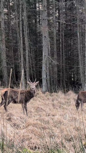 Explore Scotland's Stunning Wildlife on Your Next Hike