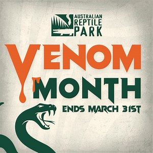 Looking for big thrills & even bigger value this month? Your ticket to the Australian Reptile Park includes: ✅ LIVE snake & funnel-web spider milkings every day 🕷️ ✅ Meet the world’s most venomous creatures 🐍 ✅ See the Komodo dragon on his daily walk 🦎 ✅ Learn how we create lifesaving antivenom at the Weigel Venom Centre 🧪 ✅ Hands-on animal interaction and free Keeper Talks daily 🎉 One ticket, endless adventure! Don’t miss VENOM— only until the end of March! Family passes from only $35pp! B