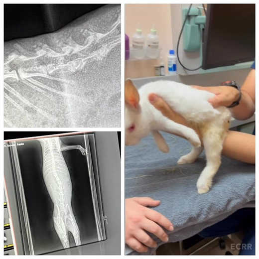 11K views · 581 reactions | Update on Scooter. He visited Dr. Romo...