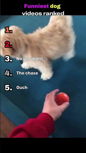 Ranking the funniest most hilarious dog videos that'll make you laugh