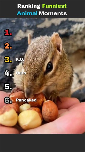 Ranking Funniest Animal Moments #shorts #animal #funny #viral