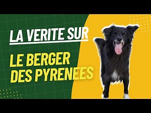 Tout savoir sur le berger des Pyrénées : caractéristiques et éducation 🐾📖