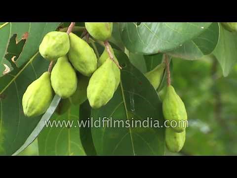 Terminalia chebula or Haritaki : King of medicinal herbs