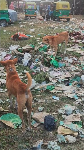 An Angry Dog Eating Rice | Emotional Animal Moment