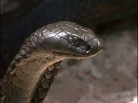 Cobra Royal vs. Varan