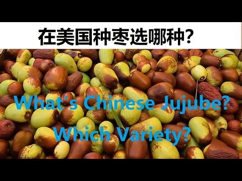 Chinese Jujube? which Variety to plant? 在美国种枣树，首选这一种！