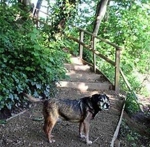 Sutton Mill Dam - Alchetron, The Free Social Encyclopedia