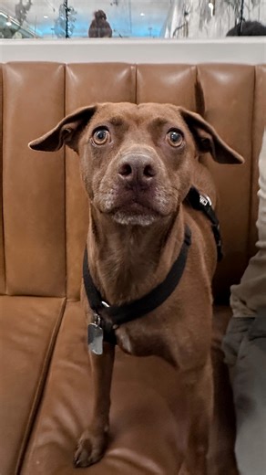 Coco Carreño | recetas y tips on Instagram: "¿Cómo se ve un bombón de chocolate en un microscopio? 🤔🔬🍫💝"