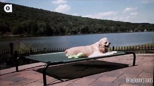 "Damn Daniel" or is it.. Damn spaniel? #damndaniel #dogs Cocker Spaniels | Mark Stokes