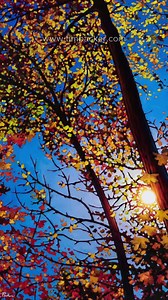 1.4K views · 1.6K reactions | Want to learn how I create the intense...