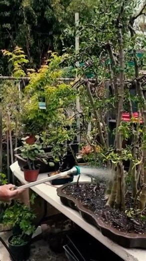 The Living Art of Bonsai