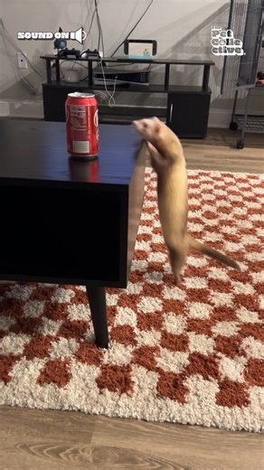 This is how it feels to want a Dr Pepper so bad 🥤🤣 #Ferret #Funny #AnimalMemes #DrPepper #Soda | The Pet Collective