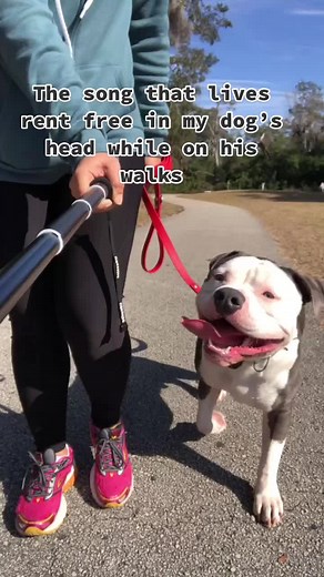 Lincoln's Theme Song for Dogs on TikTok