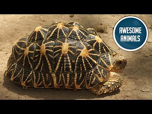 Indian star tortoise (mini documentary)