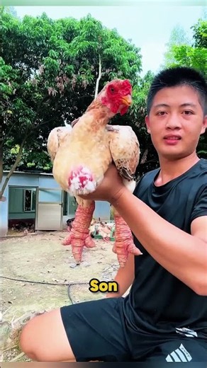 The Most Terrifying Chickens in the World