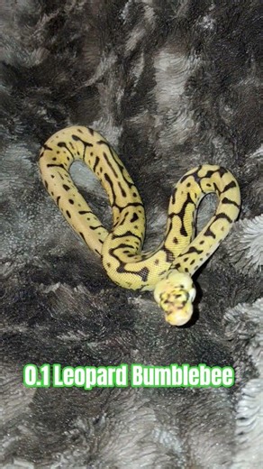 0.1 Leopard Bumblebee #pastel #spider #shortvideo #shorts #short #shortsvideo #reptiles #leopard