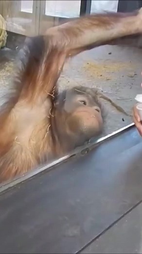 Funny Cute Animals no TikTok