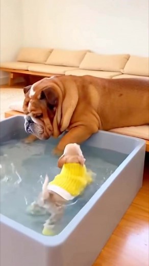 Lazy bulldog | Creative Hub