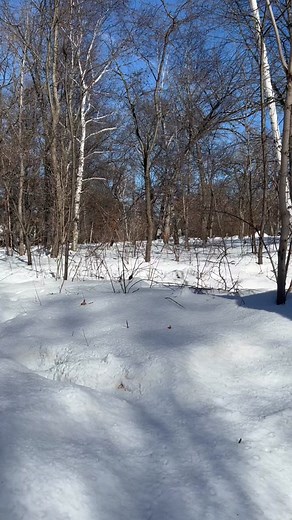 Exploring Elmo's World: Flowers, Plants, and Trees with a Touch of Snow