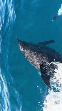 Jaxon & Derrick Boone with Nauti Escape Cocoa Beach Port Canaveral FL spotted a huge pod of dolphins