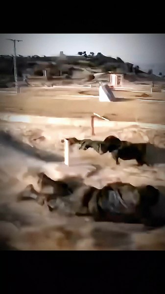 training 🇩🇿💪🫡 #army #military #specialforces #algeria #fypシ @wickas