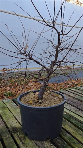Rock Elm, I'm quickly becoming a big fan of this uncommon species. Collected from the back 30, only one I've found so far but I'm sure there's more 🤠🌳✂️ | BlackRoot Farm