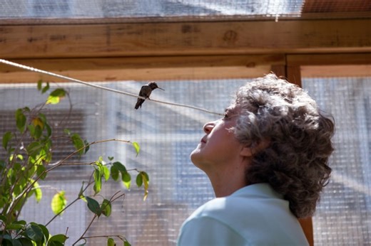 ‘Every Little Thing’ Trailer: Open Your Heart to the Magic of Hummingbirds (and Documentary Film)