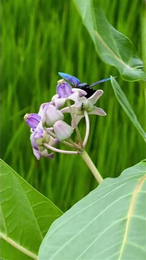 The Silent Dance of a Bumblebee 🐝🌸 | Have you ever seen a bee fly in slow motion?