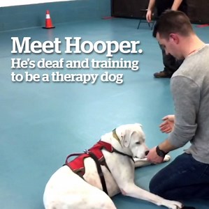 Meet Hooper! He's a deaf rescue dog training to become a therapy animal in Halifax. | CBC Nova Scotia