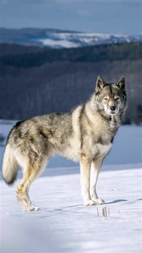 Biggest Wolf Family in the world on Reels