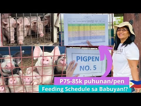 HOW TO PIGGERY FARM LIFE (Feeding Schedule and Investment Needs) | Odorless Piggery | Farm Life