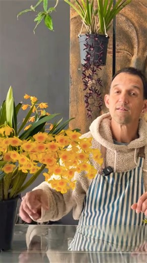 Why grow Dendrobiums in small pots