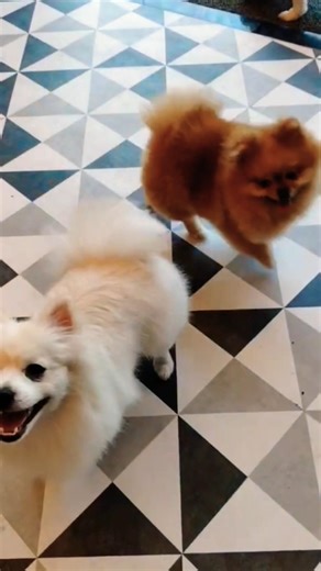 Cute 3 Dogs Amazing Moments 🐶❤️ #Shorts