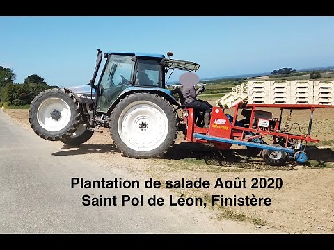 Planting lettuce (agriculture)