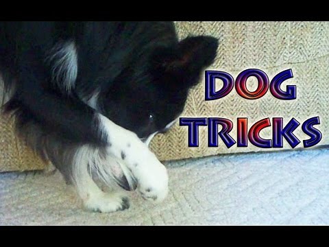 Amazing Funny Dog Tricks by Nana