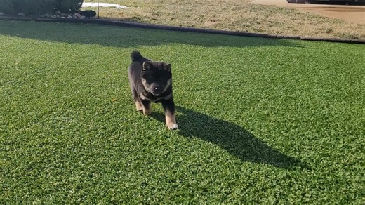 Shiba Inu puppy for sale