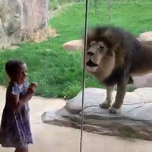 Connecting kids and animals… It’s what we do best. 🦁 🎥Guest Lora | Fort Wayne Zoo