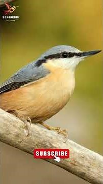 Nuthatch Bird Singing A Most Beautiful Song #nuthatch #birds #nature