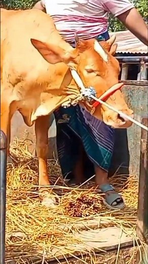 গরু নামানোর মুহূর্ত | Cow Unloading Moments | Cattle Market 2025cow #bull #vlog #viral #shorts #bull