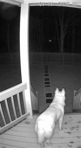 Late at night, something in the forest was watching us… 👁️ this doesn’t feel normal 😨 #c#creepyh#horrortokc#cctvfootagen#nightvisions#scaryvideo