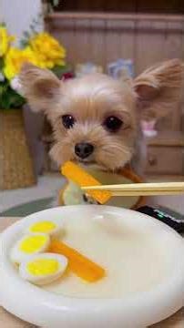 Cute Pets Dinner Time 🐶🍗 EP 53 Small Puppy Meets a Big Healthy Plate 🐶🥗#cutepuppy #funnydog #shorts
