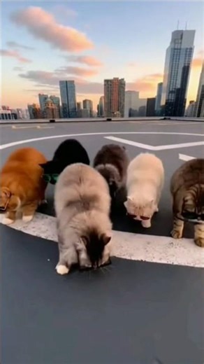 Nodding head #cat #cats