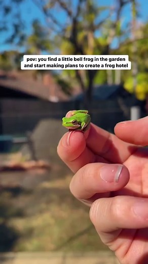 Next garden project, build a little hotel for the frogs 💚 #froghotel #rewildsuburbia #backyardbiodiversity #sustainablehome #goldcoast | The Green Hub