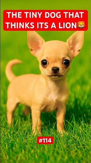 Apple Head Chihuahua: The Smallest Dog With the Biggest Attitude 😤| A - Z Animals Part 114 |
