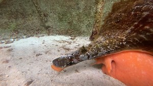 1.3K views · 35 reactions | Florida’s state shell is a horse conch...