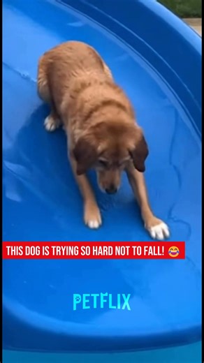 46K views · 179 reactions | Dog Slide FAIL!  Watch This Hilarious...